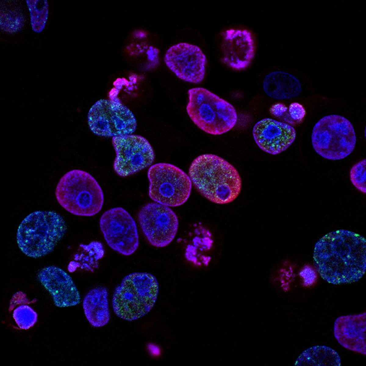 PHAGE DISPLAY AFFINITY SELECTIONS
